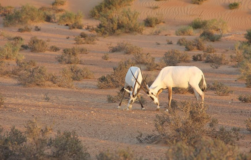 Desert Safari and Overnight in the Camp